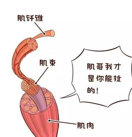 练瑜伽了解您的肌肉收缩可以增强体位练习让体式更容易(图4)